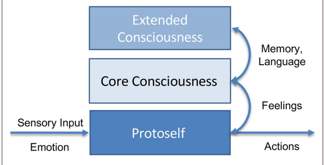 Simplified view of Damasio's model of consciousness: The protoself